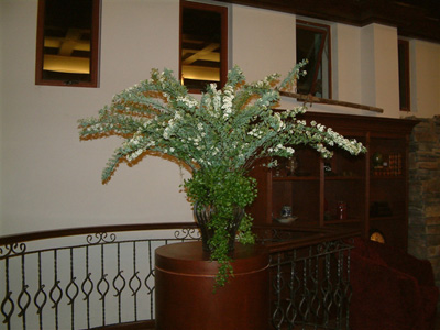 �Ƶ껨�����